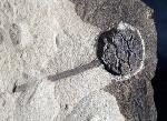 Metasequoia occidentalis CHANEY 1951 - Bild © FossNet FossilienStore